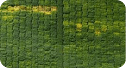 Agriculture Mapping